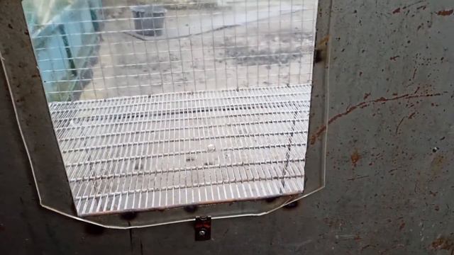 СПОРТИВНІ ГОЛУБИ "ПРИДБАВ НОВИЙ МЕТАЛОШУКАЧ"⛏️⛏️⛏️ смотреть онлайн