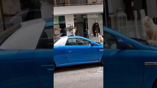 Вот что значит свобода! Кошки в Греции! 💕😍 смотреть онлайн