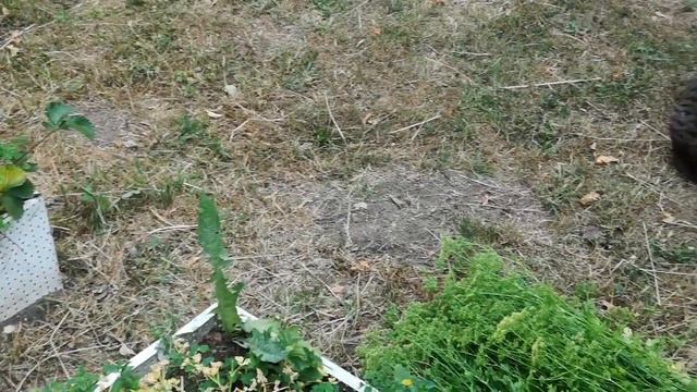 Кто съел всю малину в саду? Белка и Муся. Липа опять отцвела. смотреть онлайн