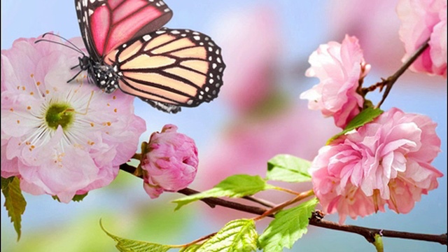 DeeJay Dan - Deep In My Soul 38 [2017] смотреть онлайн