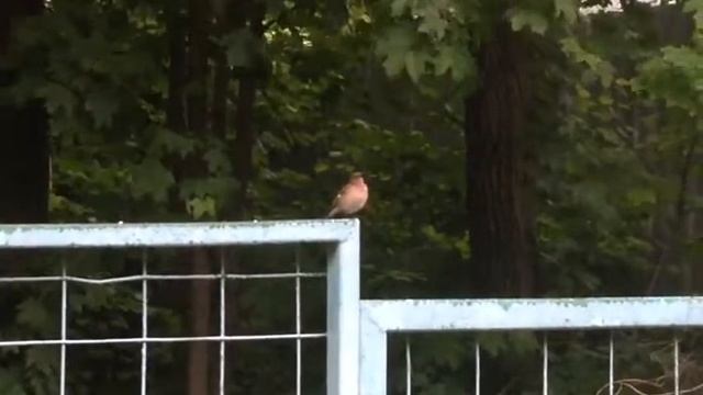 Певчие птицы Крылатского - Зяблик 2017 г смотреть онлайн