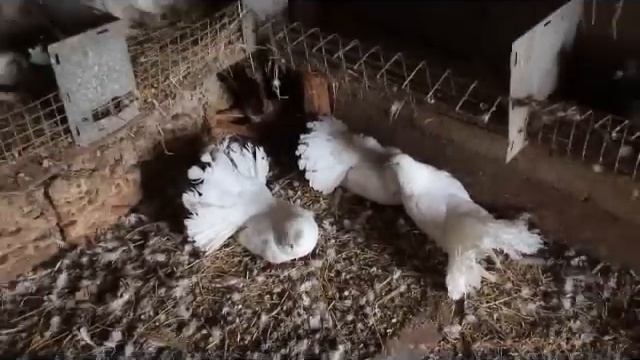 Вертячка (Ньюкаслская болезнь) у голубей Ч.2 смотреть онлайн