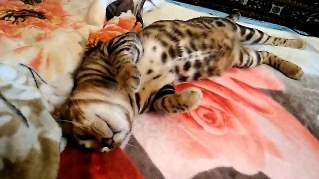 Вязка бенгальского кота. смотреть онлайн