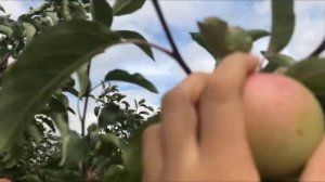 Яблоня сорт Болотовское