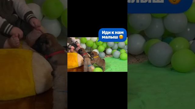 щенки мопса Счастье это дата рождения 18.02.23г смотреть онлайн