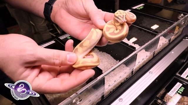 Impluse Buying Snakes at Show Me Snakes Reptile Show! смотреть онлайн