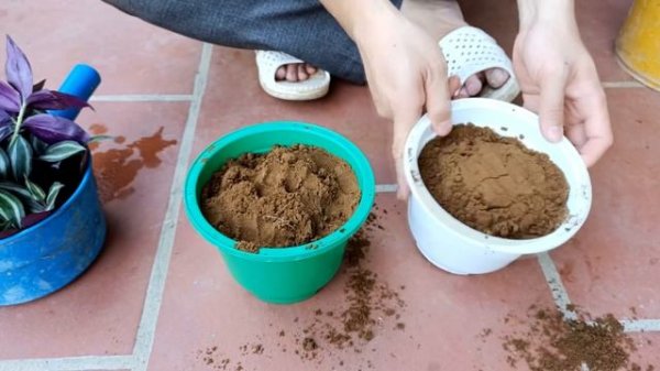 100% Success Breeding Tree Tradescantia Pallida Beautiful | Novel Ideas