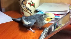 Как поет попугай корелла