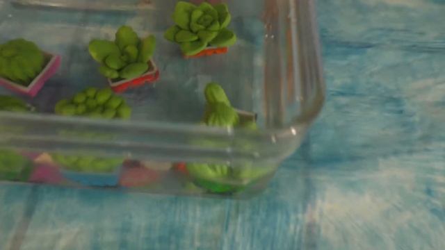 ВЫРАЩИВАЕМ РАСТЕНИЯ КАКТУСЫ РАСТУЩИЕ В ВОДЕ смотреть онлайн