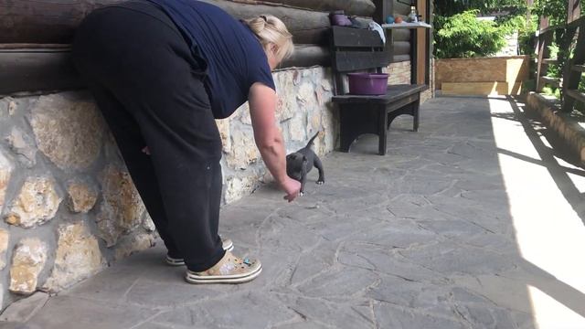 Американский булли’ мальчик’ два месяца’ продажа смотреть онлайн