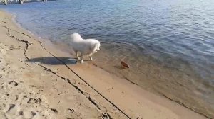 Самый смелый самоед!