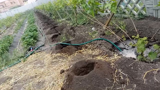 Крот на винограднике смотреть онлайн