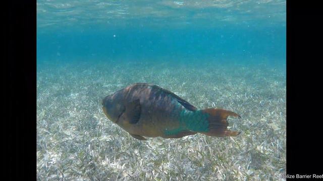 Belize Barrier Reef 2018 смотреть онлайн