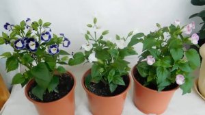 ТОРЕНИЯ ! ВЫРАЩИВАНИЕ И УХОД В ДОМАШНИХ УСЛОВИЯХ !