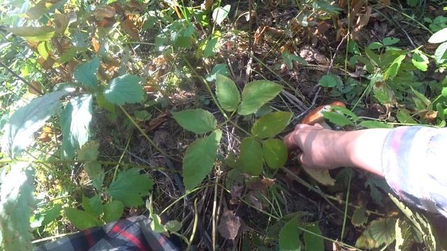 По грибы 23 авг 2022 3 ч. смотреть онлайн