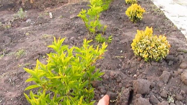 Как формирую изгородь и шар из форзиции. смотреть онлайн