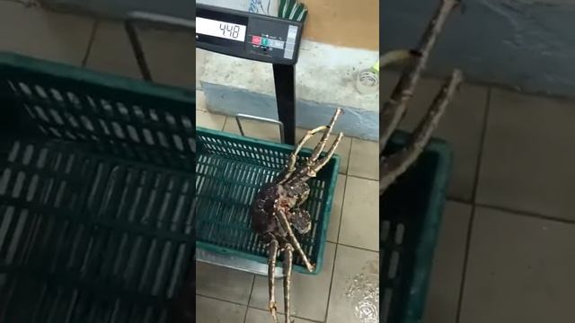 Живой камчатский краб в Москве смотреть онлайн