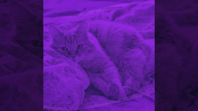 Звуки (Котята)