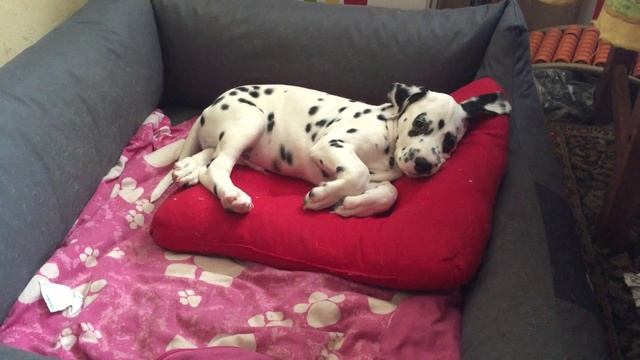 Улучшение лежанки смотреть онлайн