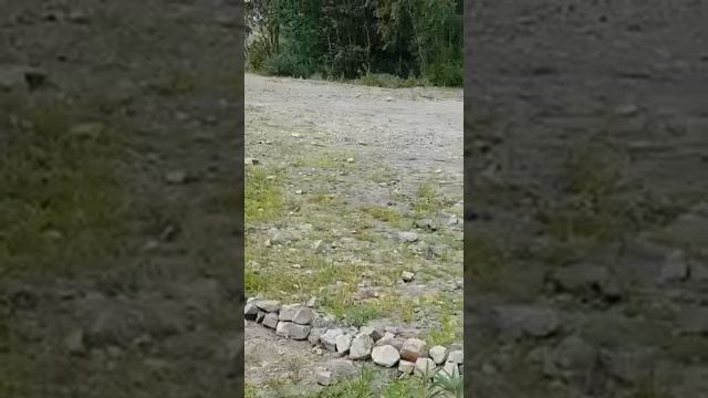 Утки. Култучное озеро. Центр Петропавловска-Камчатского. Камчатка. смотреть онлайн