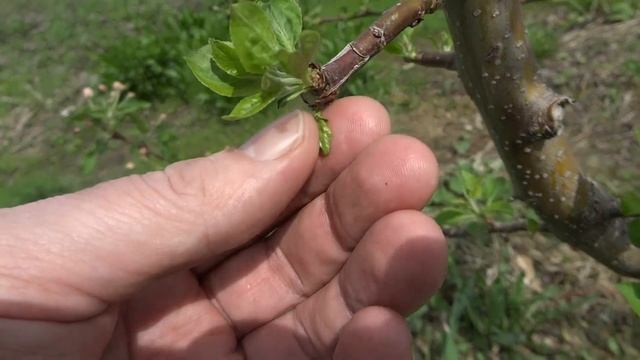 РЕЗУЛЬТАТЫ УЛУЧШЕННОЙ ОКУЛИРОВКИ ЯБЛОНИ И ПЕРСИКА смотреть онлайн