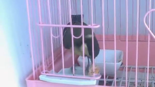 Синица на завтраке смотреть онлайн