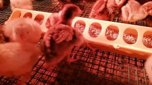 Пропойка Стоп кокцид!индюшатам.