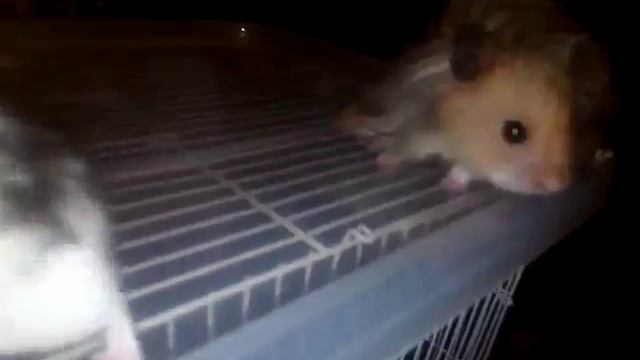 Разведение хомяков дома! Часть 1, ЗНАКОМСТВО. Reproduction of hamsters. Cheria 1 смотреть онлайн