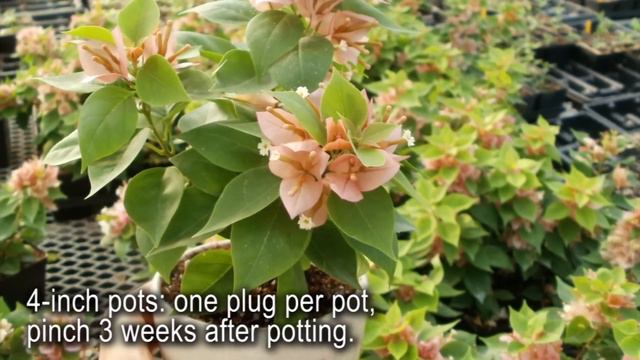 Production Tips for Growers: Sunvillea Bougainvilleas смотреть онлайн