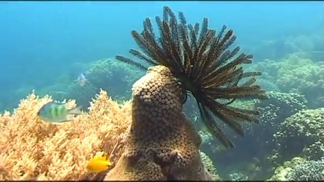 Под водой с Вадимом Малышем - 494 - Тихий Океан, Филиппины , Манилл смотреть онлайн