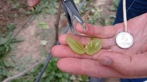 @Новый виноград АРАРАТ кишмиш  Отзыв о винограде