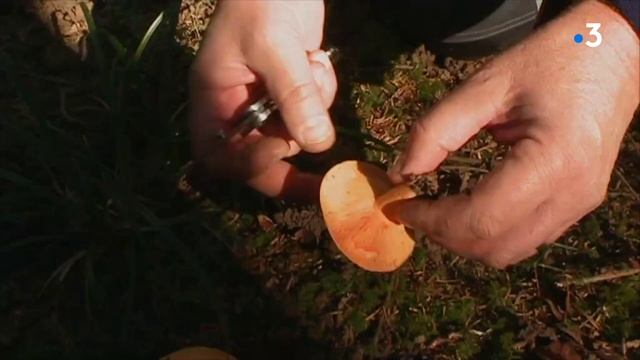 L'instant Champignons : Le Lactarius Salmonicolor