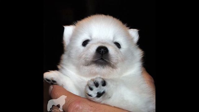 DonikStyle Vanessa 3,5 недели смотреть онлайн