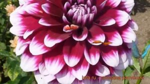 Георгина декоративная Эдинбург (dahlia cultorum) ? обзор: как сажать, рассада георгины Эдинбург
