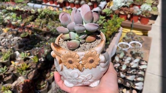 #407 TAKE CARE OF COTYLEDON ORBICULATA & PROPAGATION | CHĂM SÓC & NHÂN GIỐNG SEN ĐÁ SỎI TÍM смотреть онлайн