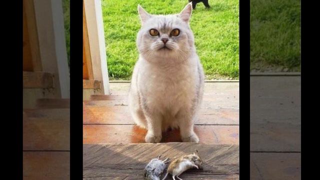 Купревич - Дохлая мышь смотреть онлайн