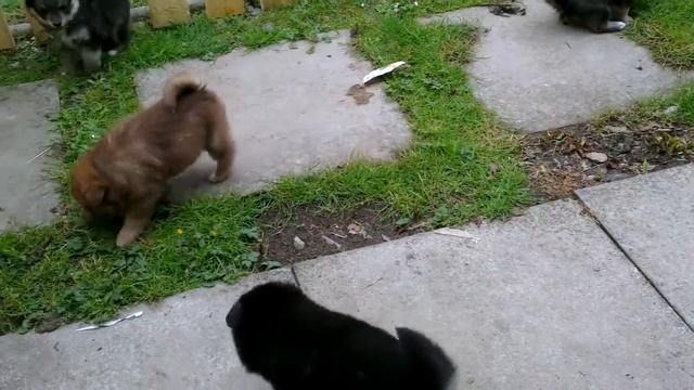 Finnish Lapphund Pups at play смотреть онлайн
