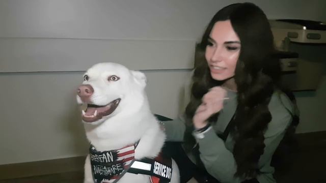 Interview with Cody and Brandi Rhodes' Dog Pharaoh смотреть онлайн