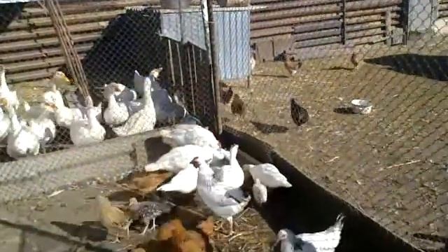 ...и всё - таки это мускусы ! смотреть онлайн