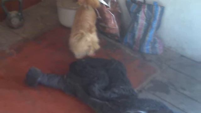 Прикол, смотреть всем Тофик красава.mp4 смотреть онлайн