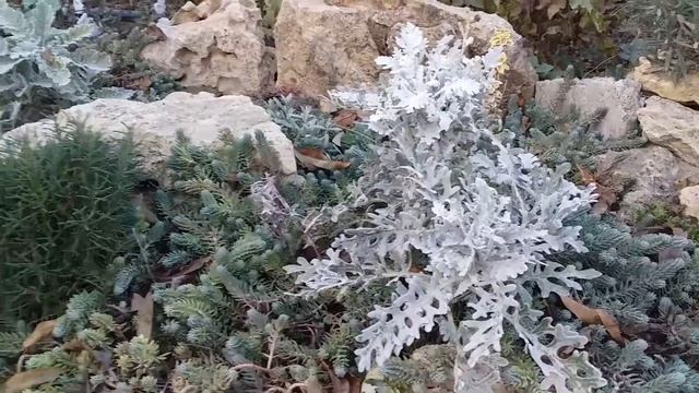 Цинерария приморская. Уход в зиму смотреть онлайн