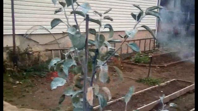 Бордосская смесь. Обработка сада. смотреть онлайн