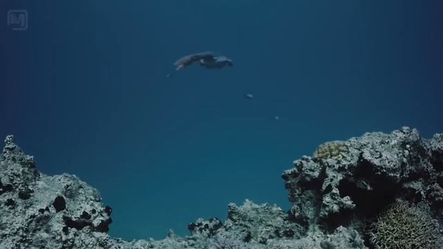 SCI TODAY #2: неравномерный рост ядра Земли, пропажа озера в Антарктиде, токсоплазма у гиен и друго смотреть онлайн