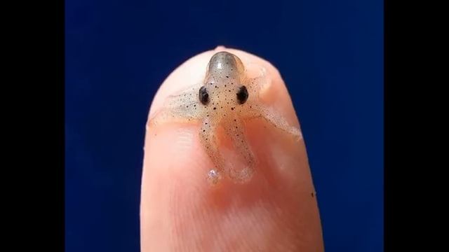 Детеныши самые милые существа на свете смотреть онлайн