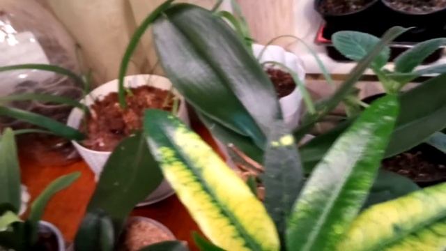 Обзор растений в марте...как в кабинете биологии. Пеларгонии, Колеусы и другие растюхи. смотреть онлайн