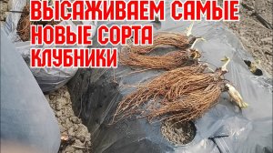 Высаживаем самые НОВЫЕ сорта  клубники!
