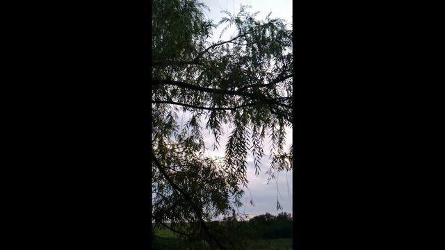 Падевый мёд.Что является падью, кто знает? смотреть онлайн