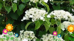 Гортензия плетистая Грин Райсер. Краткий обзор, описание hydrangea seemannii Green Racer