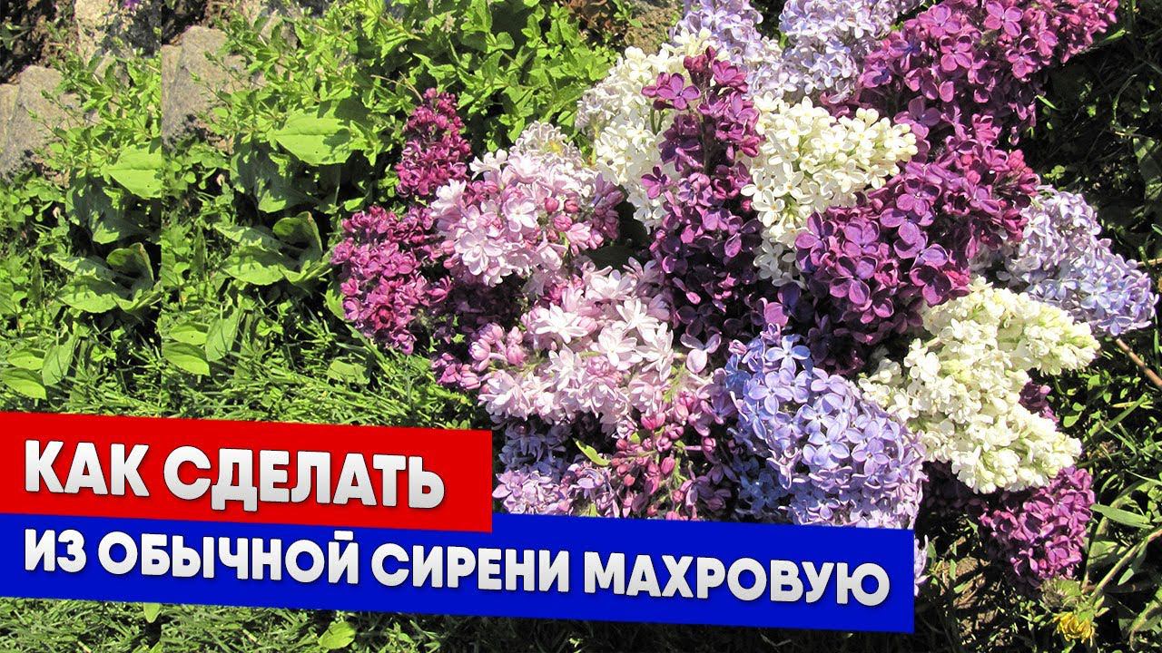 Как сделать из обычной сирени махровую