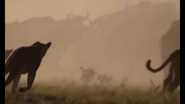 The Cougar Animals Predator that Powerfull смотреть онлайн